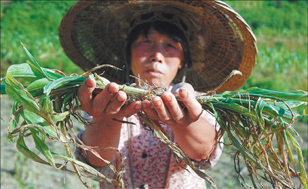 Zhou Fufang, a farmer in Machangping village, Guizhou province, shows her dying maize crops in 2005 after more than 110 hectares of land was contaminated by industrial discharges from a local phosphate mine, affecting 122 families. 