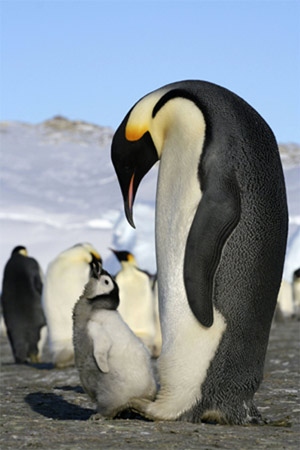 This undated handout photo shows an adult emperor penguin with a baby at an Antarctic breeding colony. [Xinhua photo]