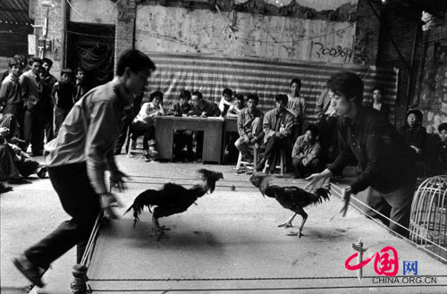 Cock fighting, Lvchun, Yunnan, 2004