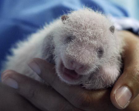 A veterinarian holds the newborn of female panda Lin Hui at Chiang Mai Zoo, north of Bangkok June 2, 2009. A prize of approximately 1 million baht (US$29, 282) is being offered in a contest to name the baby panda born in Chiang Mai last week, a local newspaper reported. [Xinhua]