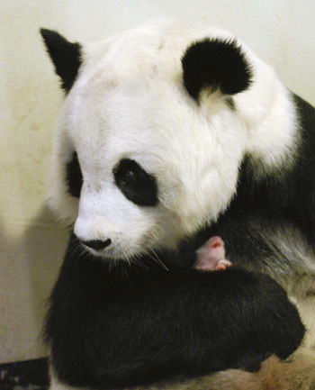 Seven-year-old panda Lin Hui is seen with her newborn at Chiang Mai Zoo, north of Bangkok June 2, 2009. A prize of approximately 1 million baht (US$29, 282) is being offered in a contest to name the baby panda born in Chiang Mai last week, a local newspaper reported. [Xinhua]