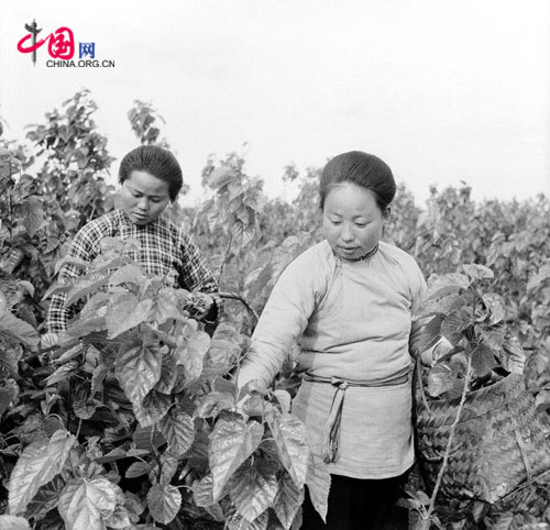 Women gather mulberry leaves to feed silkworms. May 12, 1957