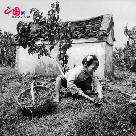Xu Xibao cuts grass after school to feed her sheep. The building behind her her is a tomb. May 12, 1957