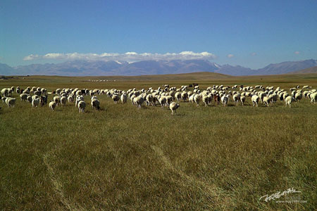 File photo: Bayinbuluke Grassland, covering an area of 23,000 square kilometers, is located 2,500 meters above sea level, at the intersection of the southern and northern Tianshan Mountains.