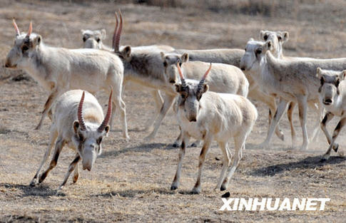 Saiga antelope at the Gansu Endangered Animals Research Center run in the enclosed field designed exclusively for them. 