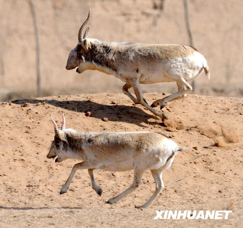 Saiga antelope at the Gansu Endangered Animals Research Center run in the enclosed field designed exclusively for them. 
