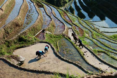 Farmers work in terraced fields in Longsheng County of southwest China's Guangxi Zhuang Autonomous Region, June 4, 2009. While entering the ploughing season, more and more tourists come to visit the terrace with an over 700 years' history. The number of tourists exceeded 50,000 from January to May in 2009. [Photo: Xinhua] 