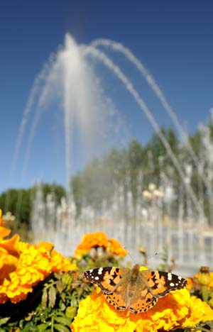 Photo taken on June 4, 2009 shows a butterfly resting on a flower at Yaowangshan park in Lhasa, southwest China's Tibet Autonomous Region. As the first garden city in Tibet Autonomous Region, the rate of urban green space and the green coverage of the city reached 32.4 and 35 percent respectively.