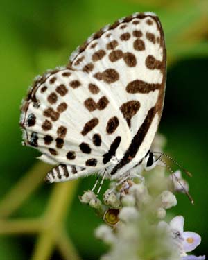 The file photo taken in September, 2008 shows a Castalius rosimon butterfly in Hainan Province, south China. The southern island province accomodates butterflies of at least 609 species. Its warm temperature, wet air, usual sunshine and abundant rainforests prepare an ideal growing environment for butterflies.