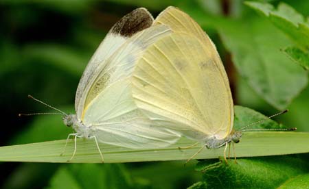 The file photo taken in May, 2009 shows two Pieris canidia butterflies mating in Hainan Province, south China. The southern island province accomodates butterflies of at least 609 species. Its warm temperature, wet air, usual sunshine and abundant rainforests prepare an ideal growing environment for butterflies.