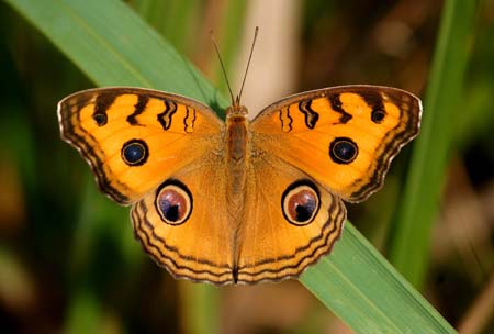 The file photo taken in May, 2008 shows a Junonia almana butterfly in Hainan Province, south China. The southern island province accomodates butterflies of at least 609 species. Its warm temperature, wet air, usual sunshine and abundant rainforests prepare an ideal growing environment for butterflies.