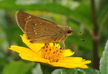 The file photo taken in May, 2009 shows a Pelopidas mathias butterfly in Hainan Province, south China. The southern island province accomodates butterflies of at least 609 species. Its warm temperature, wet air, usual sunshine and abundant rainforests prepare an ideal growing environment for butterflies.