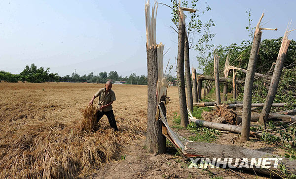 In this photo taken on June 4, 2009, On June 4, 2009, a peasant collects wheat leveled by a strong storm Wednesday night in Shangqiu city of central China's Henan Province. The fierce storm has left at least 22 dead, 117 seriously injured and 1,546 people were evacuated and 9,856 houses collapsed in the storm-affected areas. [Xinhua]