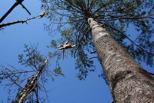 Golden monkeys living in the Shennongjia Nature Reserve in central China's Hubei Province. [Xinhua]