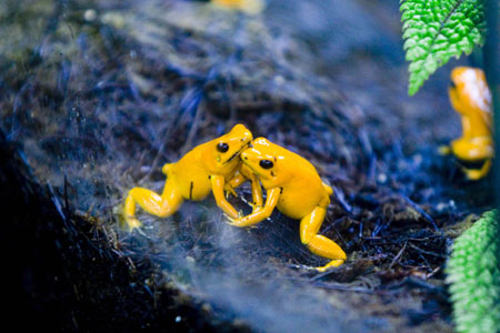 Golden frogs (Phyllobates terribilis) embrace in a wooded area, a new section in the Explora park in Medellin June 4, 2009. [Xinhua/Reuters]