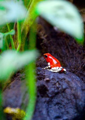 A red frog (Oophaga silvaticus) is seen in a wooded area, a new section in the Explora park in Medellin June 4, 2009. [Xinhua/Reuters]