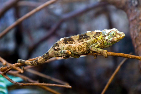 A chameleon (Chamaeleo jacksonii) is seen in a wooded area in a new section in the Explora park in Medellin June 4, 2009. [Xinhua/Reuters]