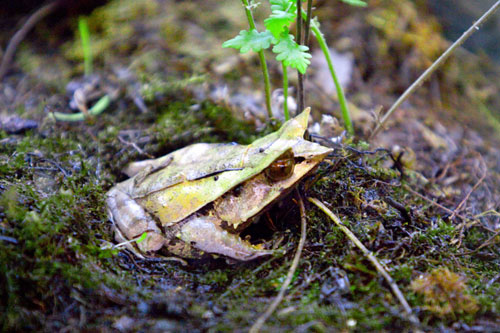 A sheet frog (Megophrys nasuta) is seen in a wooded area, a new section in the Explora park in Medellin June 4, 2009. [Xinhua/Reuters]