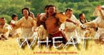 'Wheat' Premiere to open Shanghai Film Fest