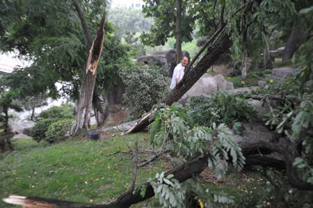 A local resident walks past trees broken by wind and rainfall at a park in Hefei, capital city of east China's Anhui province, June 8, 2009. [Yang Xiaoyuan/Xinhua]