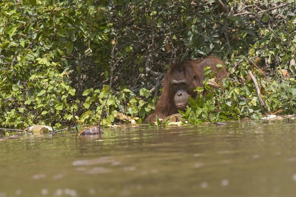 This picture taken on June 4, 2009 shows an orangutan swimming through the waters of the Rungan River, in Central Borneo, Indonesia. Destruction of their natural habitat forced these huge apes to take to water. The rising worldwide demand for palm oil used to make bio-diesel fuel has led to mass deforestation in areas like Borneo.[CFP]