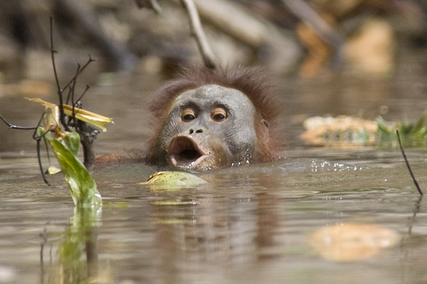 This picture taken on June 4, 2009 shows an orangutan swimming through the waters of the Rungan River, in Central Borneo, Indonesia. Orangutans, that usually avoid the water because they are afraid of predators like crocodiles, are now being forced to swim due to the destruction of their natural habbitat. Whereas the huge apes used to swing from branch to branch across the water they now have no choice but to take to the water.[CFP]