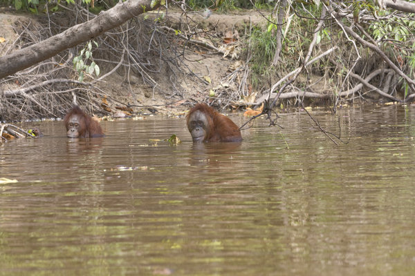 This picture taken on June 4, 2009 shows an orangutan swimming through the waters of the Rungan River, in Central Borneo, Indonesia. Orangutans, that usually avoid the water because they are afraid of predators like crocodiles, are now being forced to swim due to the destruction of their natural habbitat. Whereas the huge apes used to swing from branch to branch across the water they now have no choice but to take to the water.[CFP]