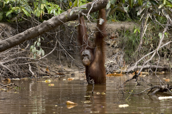 This picture taken on June 4, 2009 shows an orangutan swimming through the waters of the Rungan River, in Central Borneo, Indonesia. Orangutans, that usually avoid the water because they are afraid of predators like crocodiles, are now being forced to swim due to the destruction of their natural habbitat. Whereas the huge apes used to swing from branch to branch across the water they now have no choice but to take to the water.[CFP]