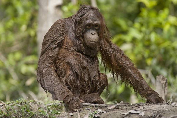  An orangutan is soaked all over after swimming through the waters of the Rungan River, in Central Borneo, Indonesia in this photo taken on June 4, 2009. [CFP]