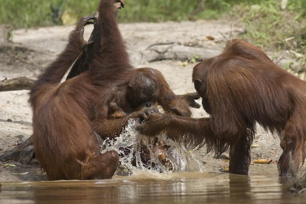 This picture taken on June 4, 2009 shows orangutans swimming through the waters of the Rungan River, in Central Borneo, Indonesia. Destruction of their natural habitat forced these huge apes to take to water. The rising worldwide demand for palm oil used to make bio-diesel fuel has led to mass deforestation in areas like Borneo.[CFP]