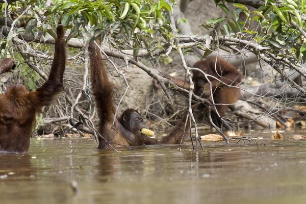 This picture taken on June 4, 2009 shows an orangutan swimming through the waters of the Rungan River, in Central Borneo, Indonesia. Destruction of their natural habitat forced these huge apes to take to water. The rising worldwide demand for palm oil used to make bio-diesel fuel has led to mass deforestation in areas like Borneo.[CFP]