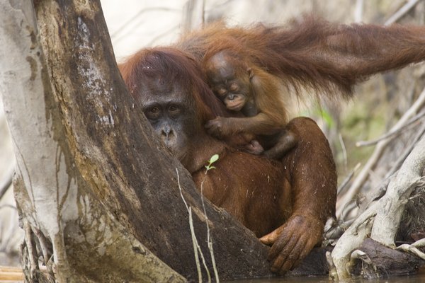 An adult orangutan carries its baby on the back while swimming through the waters of the Rungan River, in Central Borneo, Indonesia in this photo taken on June 4, 2009. [CFP]