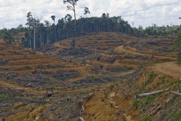 An aerial view of a deforested land in Central Borneo, Indonesia in this photo taken on June 4, 2009. [CFP]