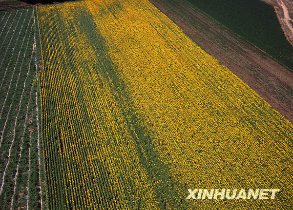 The photos published by Xinhuanet.com on Tuesday, June 9, 2009 show farmlands of northwestern China&apos;s Xinjiang Uygur Autonomous Region. The region boasts varied landscapes which produce an abundance of farm products and offer grand views for tourists. [Photo:Xinhuanet]