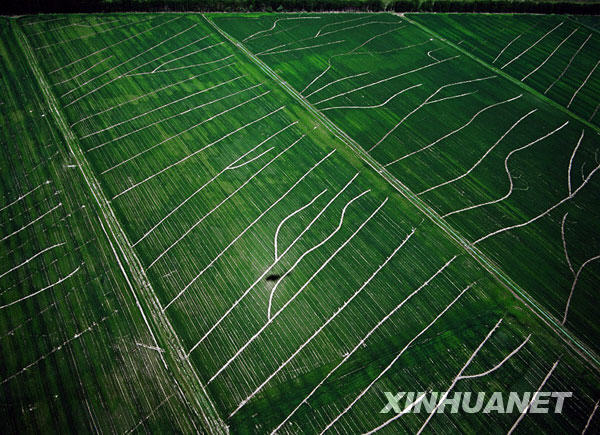 The photos published by Xinhuanet.com on Tuesday, June 9, 2009 show farmlands of northwestern China's Xinjiang Uygur Autonomous Region. The region boasts varied landscapes which produce an abundance of farm products and offer grand views for tourists. [Photo:Xinhuanet] 