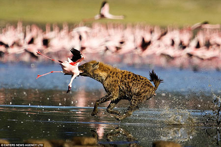 The hyena shows plucks one unlucky bird straight from the air as it desperately tries to take flight.[gb.cri.cn]