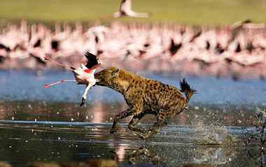 The hyena shows plucks one unlucky bird straight from the air as it desperately tries to take flight.[gb.cri.cn]