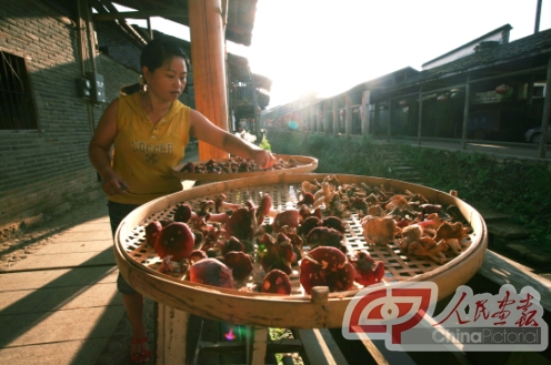 Setting red mountain mushrooms out to dry. 