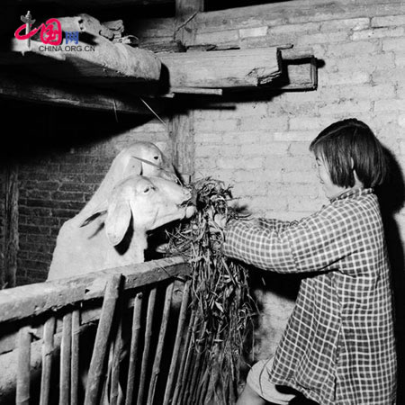 13 year old Yao Jinna feeds grass to her sheep. May 12, 1957