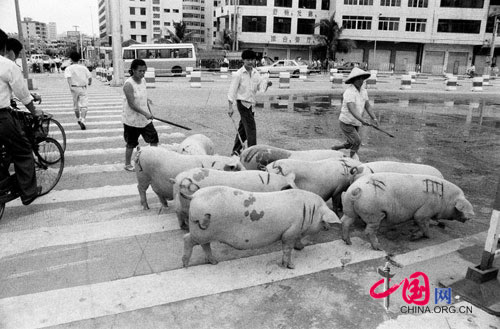 Pigs walking down the street, Haikou