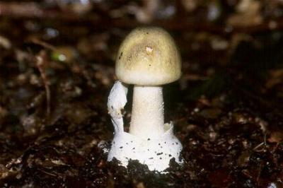 This innocent-looking fungus is responsible for the bulk of mushroom-related deaths across the globe. 