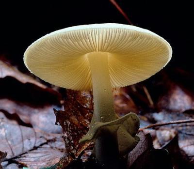 One of the more frequent killers, the Amanita bisporigera—or 'death angel'—is white and can be confused with edible varieties, including button and meadow mushrooms. 