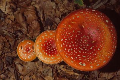 The Fly Agaric, Amanita muscaria, is not as poisonous as the rest mushroom mentioned in this post. People with heart problems however could be killed by it. It is very common in Northern Ireland and should be treated with caution. [CCTV.com]