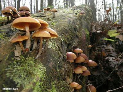 Found in temperate areas all over the world, the Galerina marginata (aka autumn skullcap, or deadly galerina) may look like a hallucinogenic fungus from the Psilocybe genus, but it is actually extremely toxic.