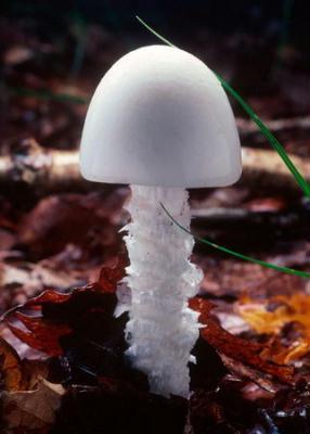 The Amanita virosa, the European destroying angel (and close relation to North America's toxic A. bisporigera and A. ocreata), warns consumers off with an unpleasant odor. That, however, has not deterred some from tasting its deadly white flesh. The young ones can emerge looking like eggs, which are later topped with a domed cap, making identification even trickier because they can be mistaken for edible puffball or button mushrooms. [CCTV.com]