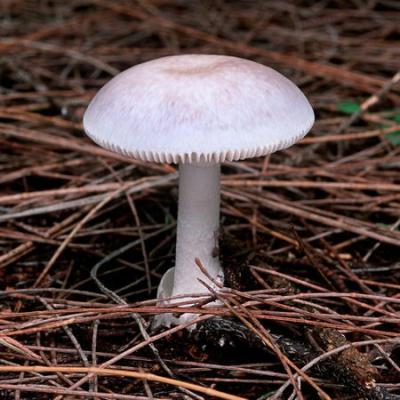 Found in Hawaii, Australia and South Africa, this death cap cousin also contains amatoxins. The Amanita marmorata is often found growing in evergreen Casuarina and eucalyptus forests and is assumed to have been brought to Hawaii from Australia, along with the imported trees. [CCTV.com] 