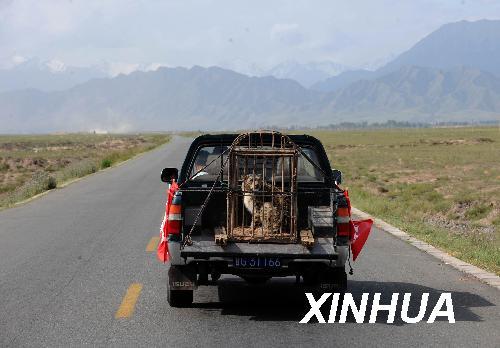 A female snow leopard in the cage was driven to the suburbs of Zhangye City, Gansu Province June 10, 2009. It was released back into the wild after receiving care for a respiratory tract infection.