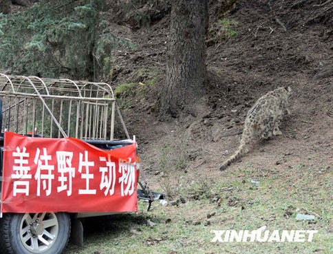 A female snow leopard was released back into the wild in northwest China Wednesday after receiving care for a respiratory tract infection. 