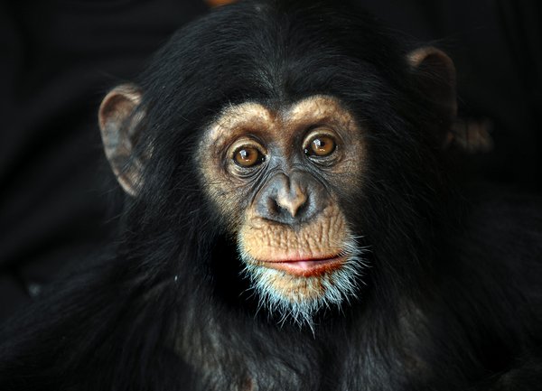 Selma, a chimpanzee will soon be one year old, sleep in the same bed with her human being mother Ing-Marie Persson. Ing-Marie has extensive experience in the training of chimpanzee babies to become adult apes. 