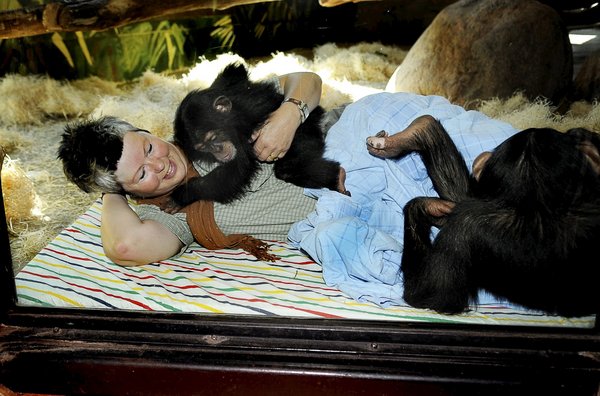 Selma, a chimpanzee will soon be one year old, sleep in the same bed with her human being mother Ing-Marie Persson. Ing-Marie has extensive experience in the training of chimpanzee babies to become adult apes. 
